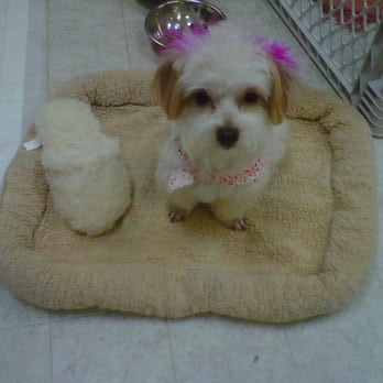 Noah's Ark Pet Salon - Pet Groomers Near Me - Sevierville, Tennessee Noah's Ark Pet Salon - Pet Groomers Near Me - Sevierville, Tennessee