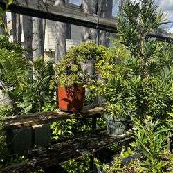 Elemental Nursery - Medium pretty bonsai