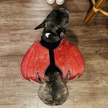 Petland -McKinney - Pet Stores Near Me - McKinney, Texas