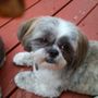 Photo of Dogs by Design