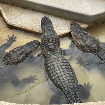 Gatorland - Zoos Near Me - Orlando, Florida Gatorland - Zoos Near Me - Orlando, Florida