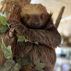 Cockrill’s Country Critters - Sloth Encounters