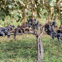 Fridays Creek Winery