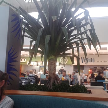 Sunshine Coast Airport - In inside tree.... - Airports Near Me - Marcoola, QLD
