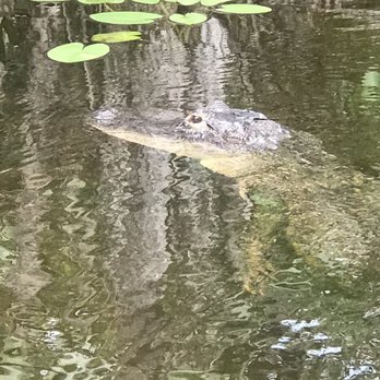 gator park - a gator by our boat! - Boat Tours Near Me - Miami, Florida gator park - a gator by our boat! - Boat Tours Near Me - Miami, Florida