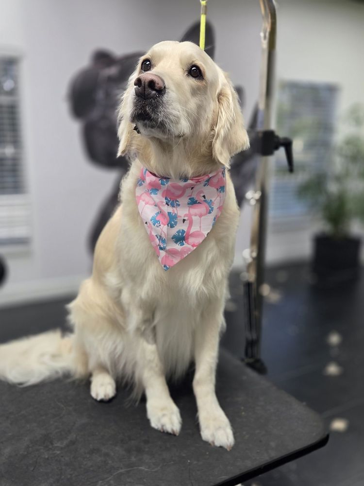 Happy Paws Image