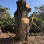 Photo of Narrow Path Tree Service