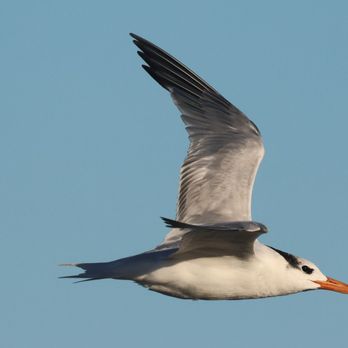 Fort Clinch State Park - Royal Tern - Venues & Event Spaces Near Me - Fernandina Beach, Florida Fort Clinch State Park - Royal Tern - Venues & Event Spaces Near Me - Fernandina Beach, Florida