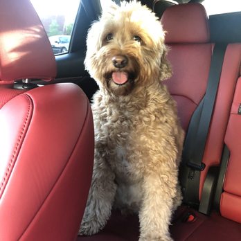 Lombard Veterinary Hospital - Teddy loves cruising. - Veterinarians Near Me - Lombard, Illinois Lombard Veterinary Hospital - Teddy loves cruising. - Veterinarians Near Me - Lombard, Illinois