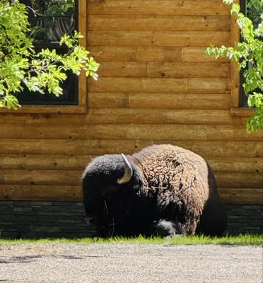 State Game Lodge by null