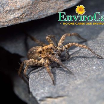 Envirocare - a spider crawling on a rock - Pest Control Near Me - Birmingham, Alabama