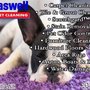 Photo of Braswell Carpet Cleaning
