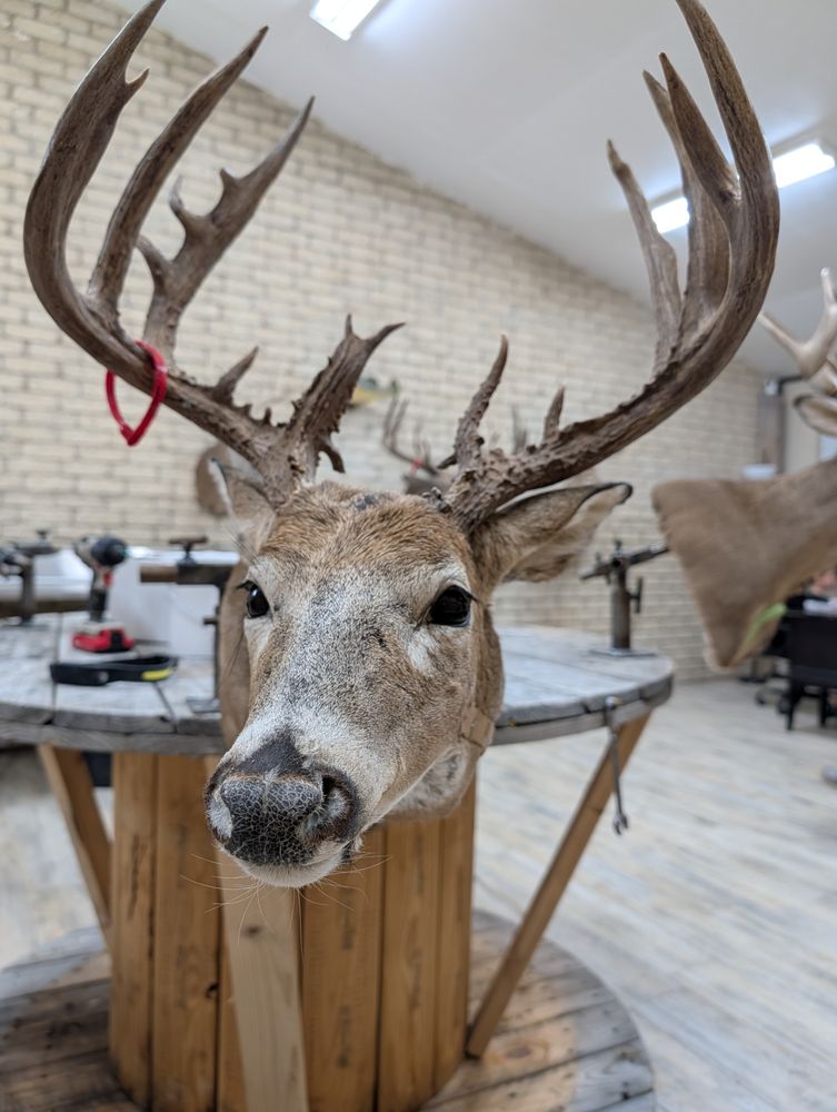 Bermuda Ridge Taxidermy - taxidermy in Newcastle, OK