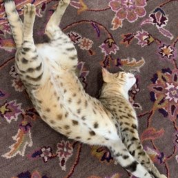 Mr Bond, practicing yoga. Mr Bond, practicing yoga.