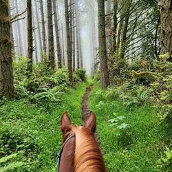 Five Brooks Camp - Greenpicker Trail. If nature is your church, welcome to Sunday service in God's house. ‍ 5-27-2023