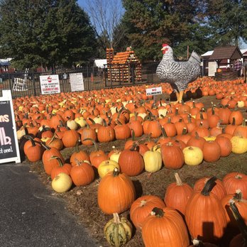 Milburn Orchards - Outside area~pumpkins galore - Fruits & Veggies Near Me - Elkton, Maryland