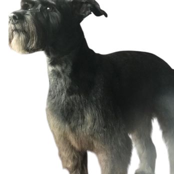 Porschia Capri - Pet Groomers Near Me