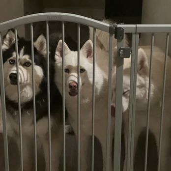 Strutt Your Mutt - Henderson's real wolf pack! - Dog Walkers Near Me Strutt Your Mutt - Henderson's real wolf pack! - Dog Walkers Near Me