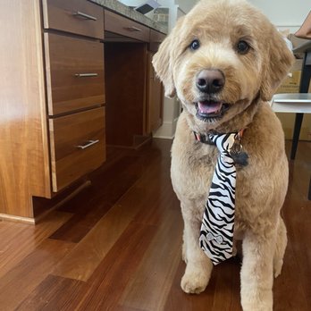 Rex - Our goldendoodle with his fresh cut and tie by Oliver - Pet Groomers Near Me - Seattle, Washington