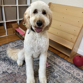 Woof Pack Grooming - Pet Groomers Near Me - Camarillo, California Woof Pack Grooming - Pet Groomers Near Me - Camarillo, California
