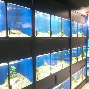 MrPets - Some of the fish tanks. - Pet Stores Near Me - Port Coquitlam, British Columbia