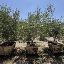 Our olive tree!