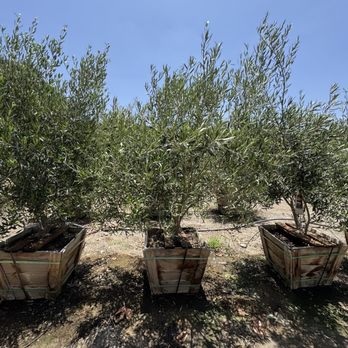 Moon Valley Nurseries - Our olive tree! - Nurseries & Gardening Near Me - El Cajon, California