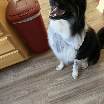 Barking Bad Grooming - Pet Groomers Near Me - Albuquerque, New Mexico