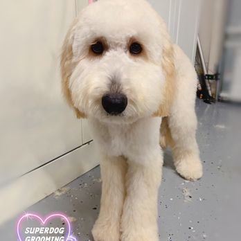 Superdog Grooming - Peach's second groom with me! She is growing up!! - Pet Groomers Near Me