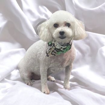 Pet Agree Grooming - Pet Groomers Near Me - Mingo Junction, Ohio