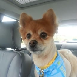 Coming home from Jerry's with a new cut and bandana! Coming home from Jerry's with a new cut and bandana!