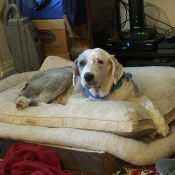 Spa Dogz - After - Pet Groomers Near Me - New Canaan , Connecticut