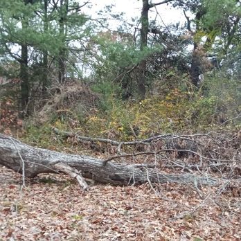 DSGB Construction - Tree cut up,load,haul away job BEFORE - Landscaping Near Me - Chesterfield, Virginia DSGB Construction - Tree cut up,load,haul away job BEFORE - Landscaping Near Me - Chesterfield, Virginia