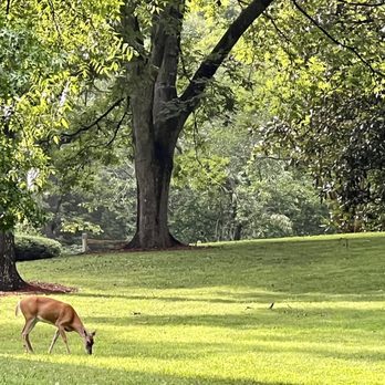 Lullwater Park - Dear -- it's a Deer! - Parks Near Me - Atlanta, Georgia Lullwater Park - Dear -- it's a Deer! - Parks Near Me - Atlanta, Georgia