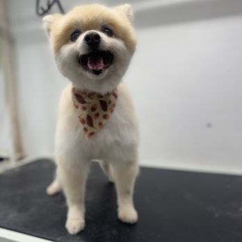 Dog Camp Groom - pom - Pet Groomers Near Me Dog Camp Groom - pom - Pet Groomers Near Me