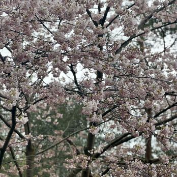Kariya Park - cherry blossoms - Parks Near Me - Mississauga, Ontario Kariya Park - cherry blossoms - Parks Near Me - Mississauga, Ontario