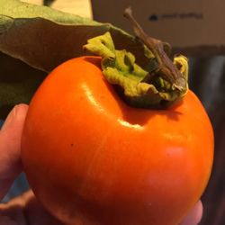 Persimmon