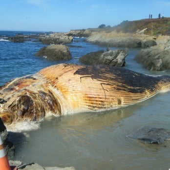 Bean Hollow State Beach - Beached Blue Whale 10/10/10 - Beaches Near Me - Pescadero, California Bean Hollow State Beach - Beached Blue Whale 10/10/10 - Beaches Near Me - Pescadero, California
