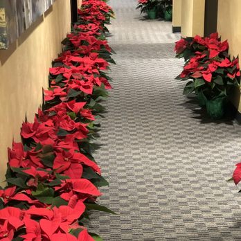 Birch Avenue Dental - So festive and they give them away to the patients!! - Cosmetic Dentists Near Me - Cottage Grove, Oregon Birch Avenue Dental - So festive and they give them away to the patients!! - Cosmetic Dentists Near Me - Cottage Grove, Oregon