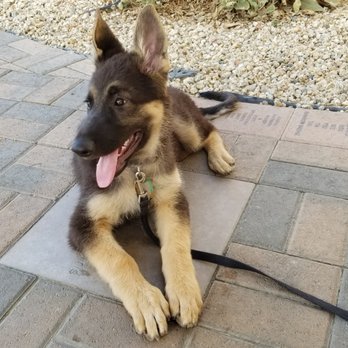 Oak Glen Kennels - First Vet visit. - Pet Breeders Near Me Oak Glen Kennels - First Vet visit. - Pet Breeders Near Me