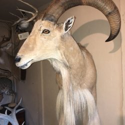 JR's Taxidermy