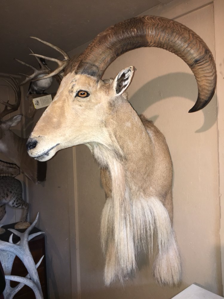 JR's Taxidermy - taxidermy in Keller, TX