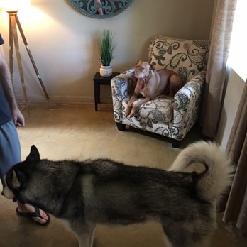 Bark Busters Home Dog Training Phoenix - Trained Eduardo and Gunner that they do not get to fight over toys and they do not get to answer the front door anymore. - Pet Training Near Me Bark Busters Home Dog Training Phoenix - Trained Eduardo and Gunner that they do not get to fight over toys and they do not get to answer the front door anymore. - Pet Training Near Me