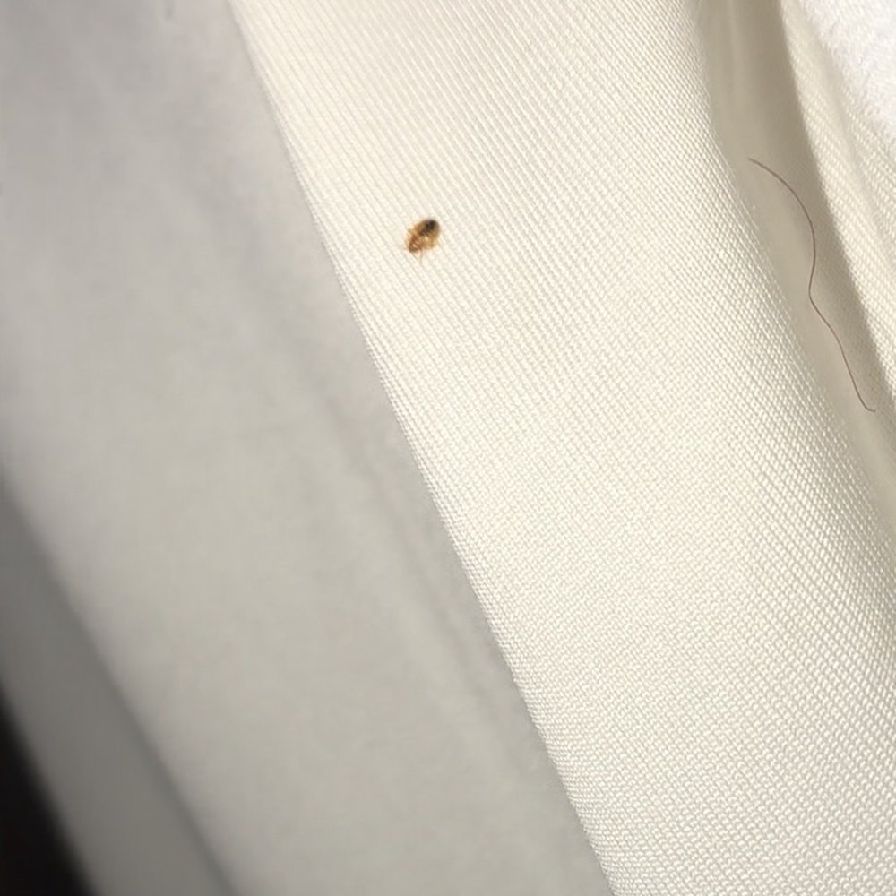 Arbor Inn - Bed bugs - Hotels Near Me - Marshall, Michigan Arbor Inn - Bed bugs - Hotels Near Me - Marshall, Michigan