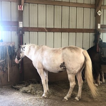 Stepping Stone Ranch - My horse Gypsy. - Horseback Riding Near Me - Richmond, Kentucky Stepping Stone Ranch - My horse Gypsy. - Horseback Riding Near Me - Richmond, Kentucky