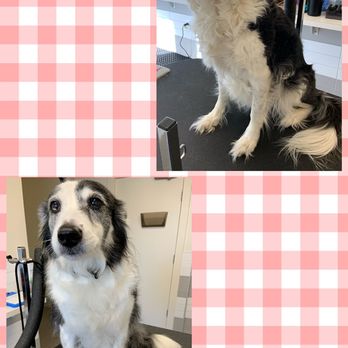 PurrSnips - Profile trim - Pet Groomers Near Me - Indianapolis, Indiana PurrSnips - Profile trim - Pet Groomers Near Me - Indianapolis, Indiana