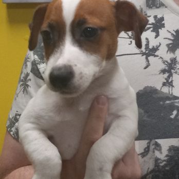 Westchester Puppies & Kittens - Pet Stores Near Me - Hartsdale, New York Westchester Puppies & Kittens - Pet Stores Near Me - Hartsdale, New York