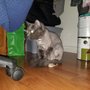 Photo of All Paw's Pet Salon