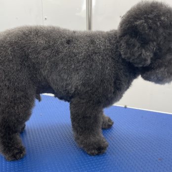 Dog Gone Clean Mobile Salon - Rocco is looking and feeling his best - Pet Groomers Near Me Dog Gone Clean Mobile Salon - Rocco is looking and feeling his best - Pet Groomers Near Me
