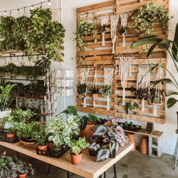 Wild Roots - Prayer plants (calatheas) are here!! - Nurseries & Gardening Near Me - St. Petersburg, Florida Wild Roots - Prayer plants (calatheas) are here!! - Nurseries & Gardening Near Me - St. Petersburg, Florida